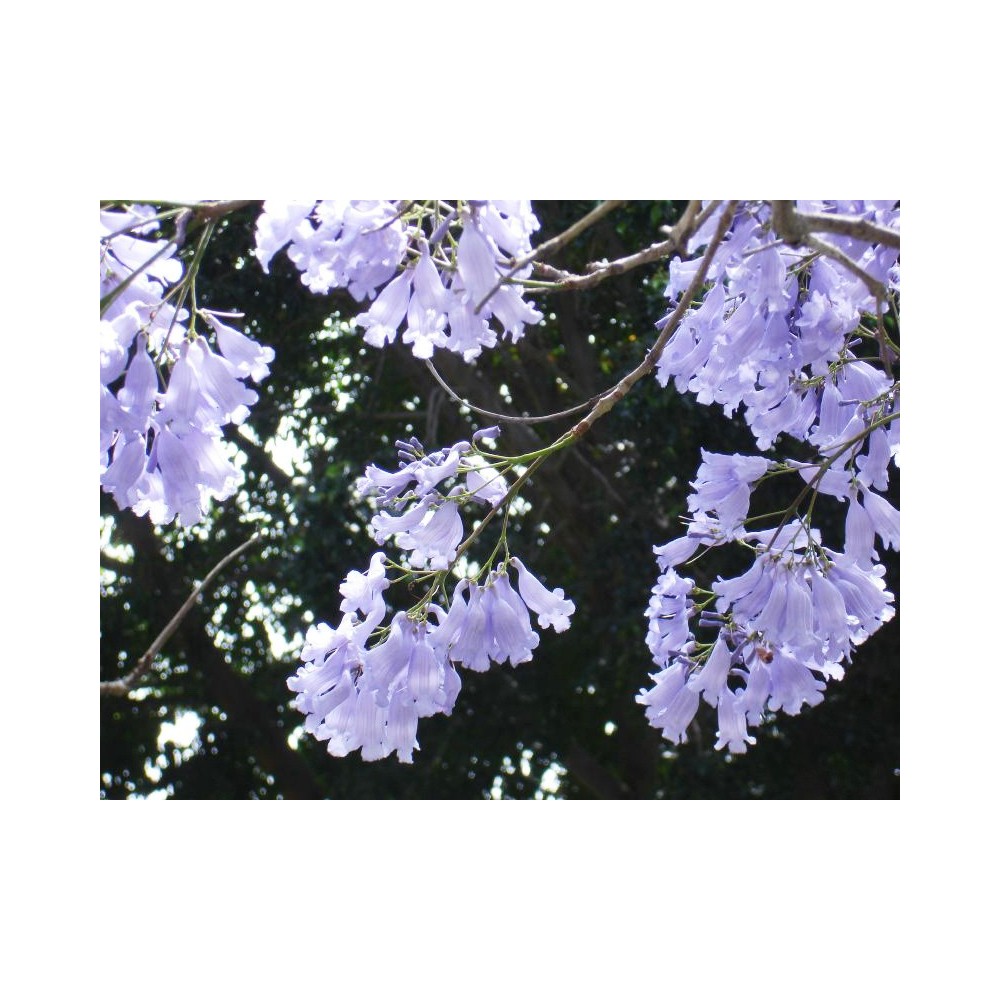 Essenze Singole Australian Bush - Jacaranda 15 ml