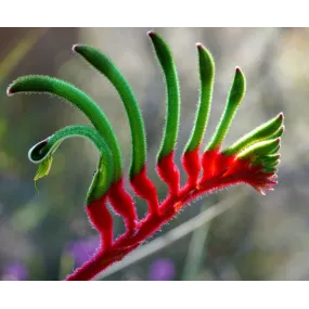 Australian Bush Flower...