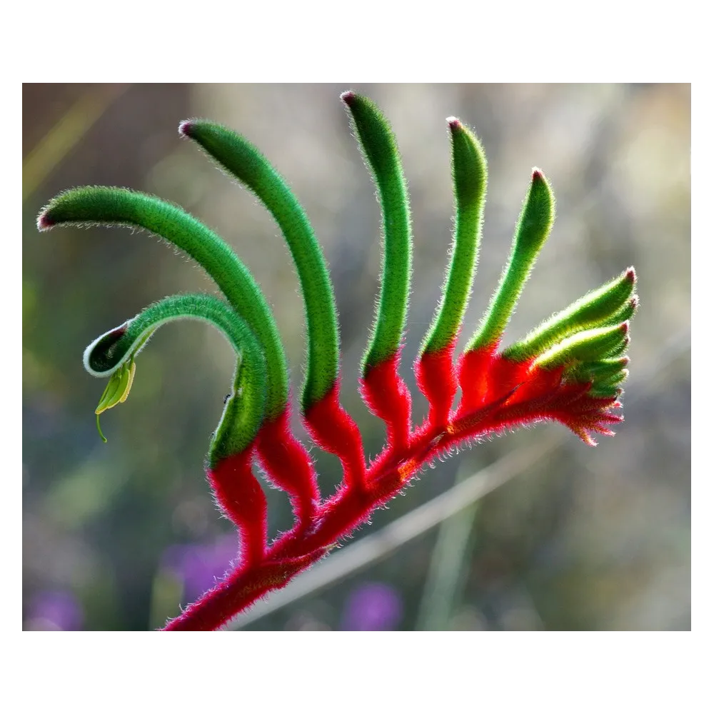 Australische Buschblütenessenzen – Känguru-Pfote 15 ml