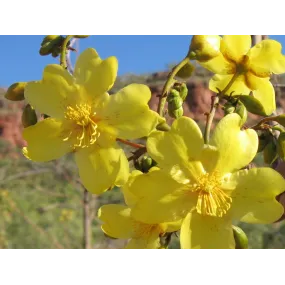 Essences simples de brousse...