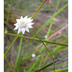 Australian Bush Flower...