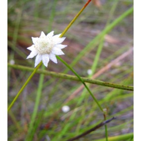 Essenze Singole Australian Bush - Little Flannel Flower 15 ml