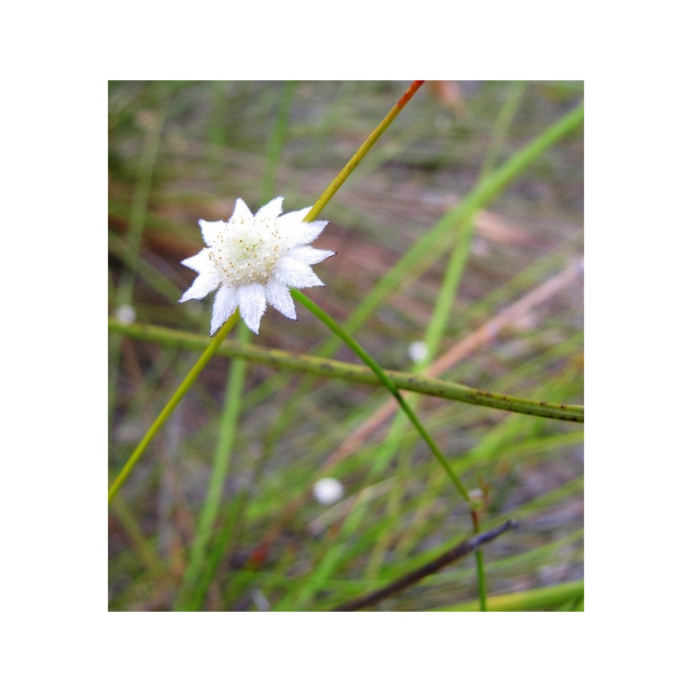 Single Essences Australian Bush – Little Flannel Flower 15 ml