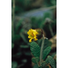 Esencia única Alaska - Dryas amarillo (Dryas drummondii) 7,4 ml