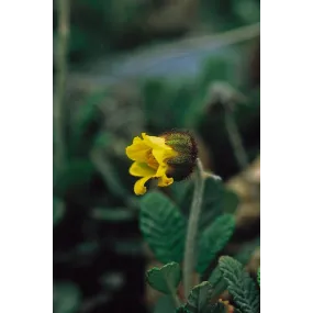 Essence simple Alaska -...