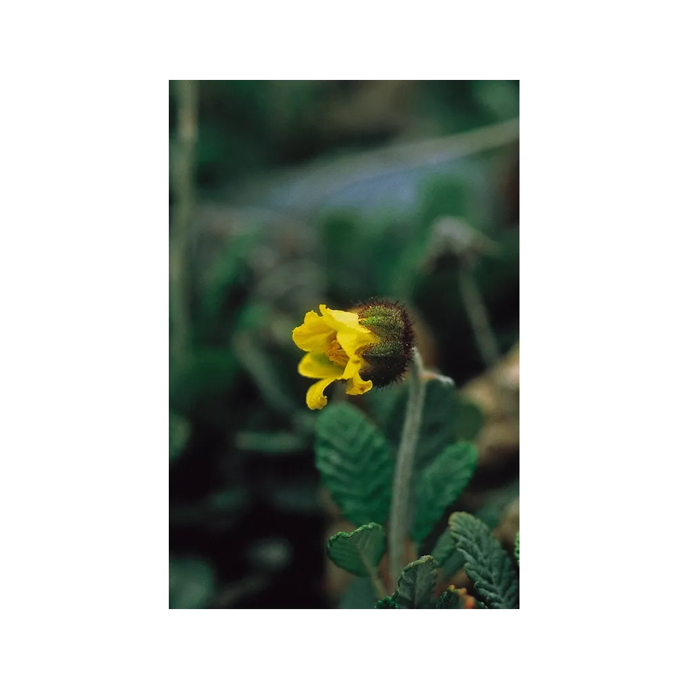Esencia única de Alaska - Dryas amarillo (Dryas drummondii) 7,4 ml