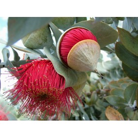 Esencias únicas Arbusto Australiano - Macrocarpa 15 ml