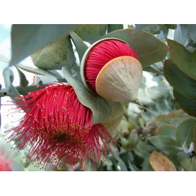 Essences florales du bush...