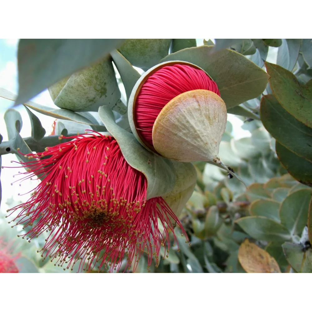 Esencias florales de arbusto australiano - Macrocarpa 15 ml