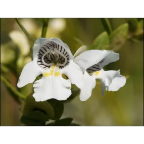 Essences simples de brousse...