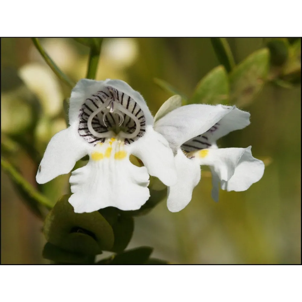 Einzelne Essenzen Australian Bush - Mint Bush 15 ml