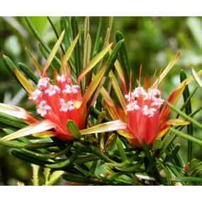 Australian Bush Flower...