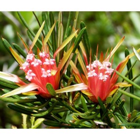 Esencias únicas Arbusto Australiano - Diablo de Montaña 15 ml