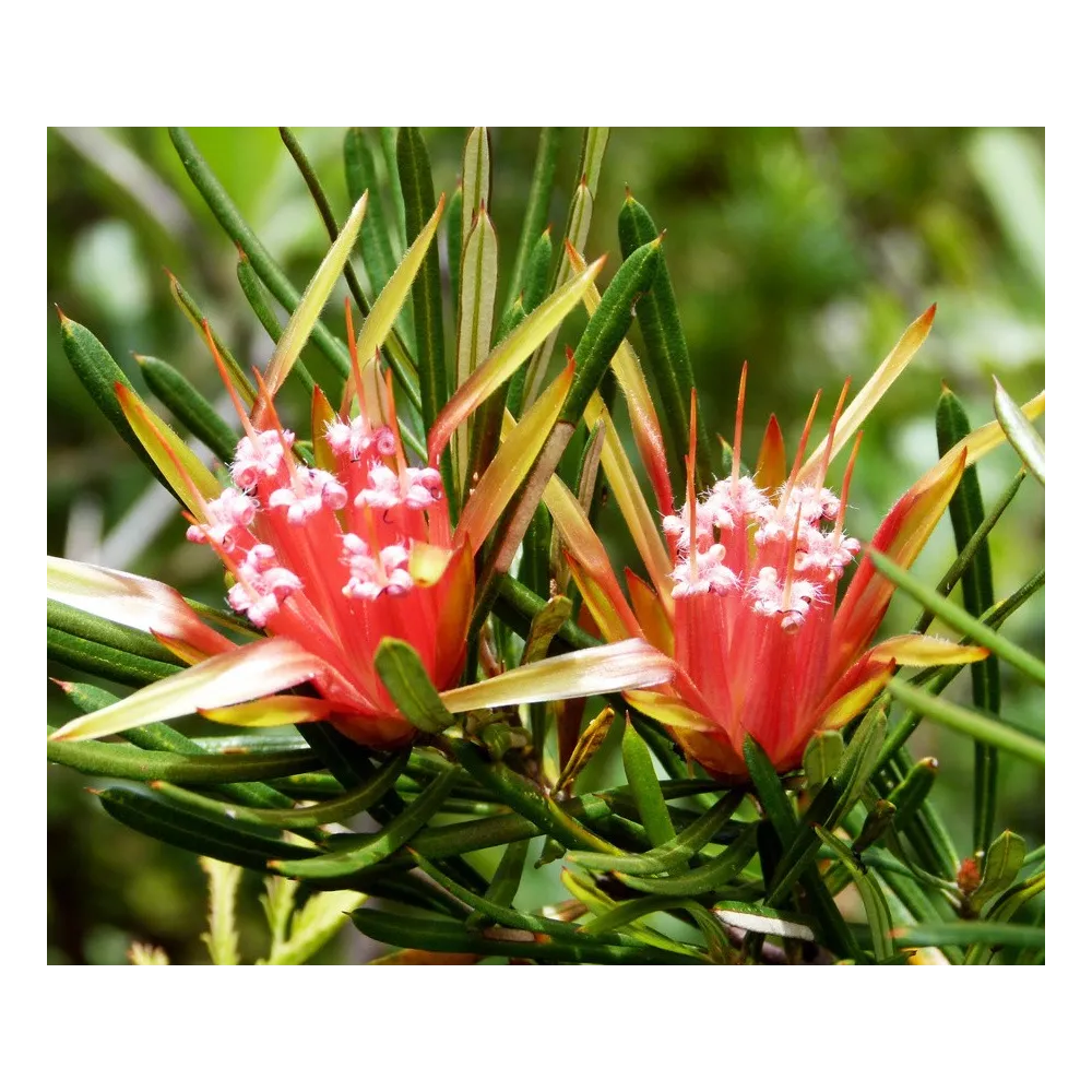 Esencias florales de arbusto australiano - Mountain Devil 15 ml