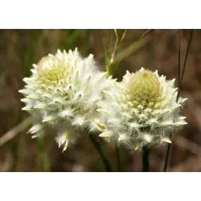 Essences florales du bush...