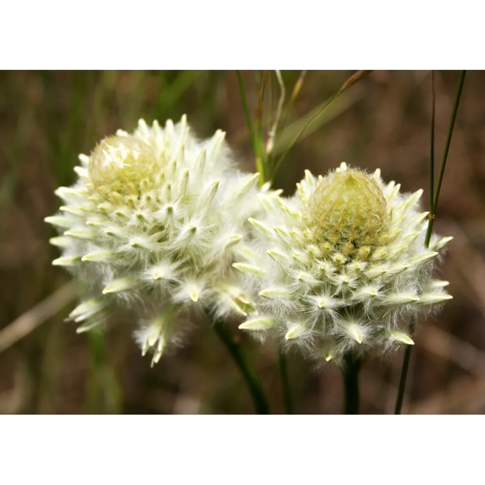 Esencias florales de arbusto australiano - Mulla Mulla 15 ml