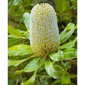 Essences florales du bush...