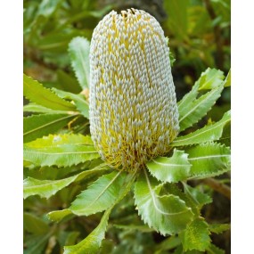 Single Essences Australian Bush - Old Man Banksia 15 ml