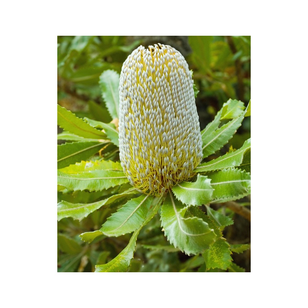 Einzelne Essenzen Australian Bush - Old Man Banksia 15 ml