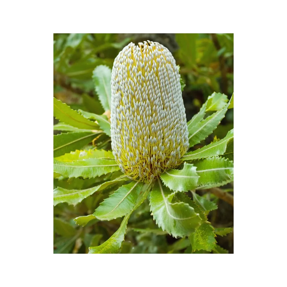Esencias florales de arbusto australiano - Old Man Banksia 15 ml