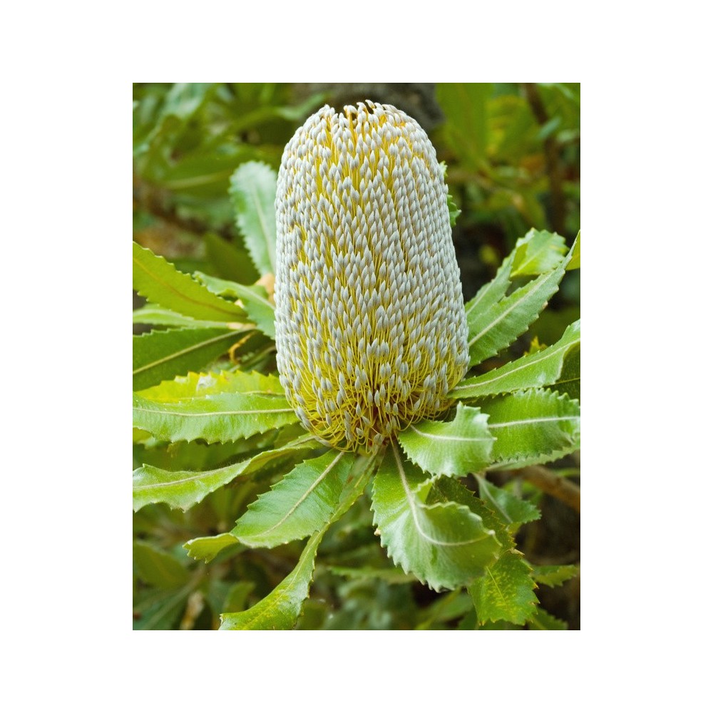 Essenze Singole Australian Bush - Old Man Banksia 15 ml