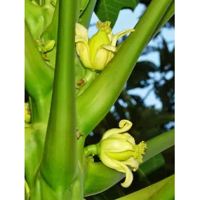 Essences florales du bush...