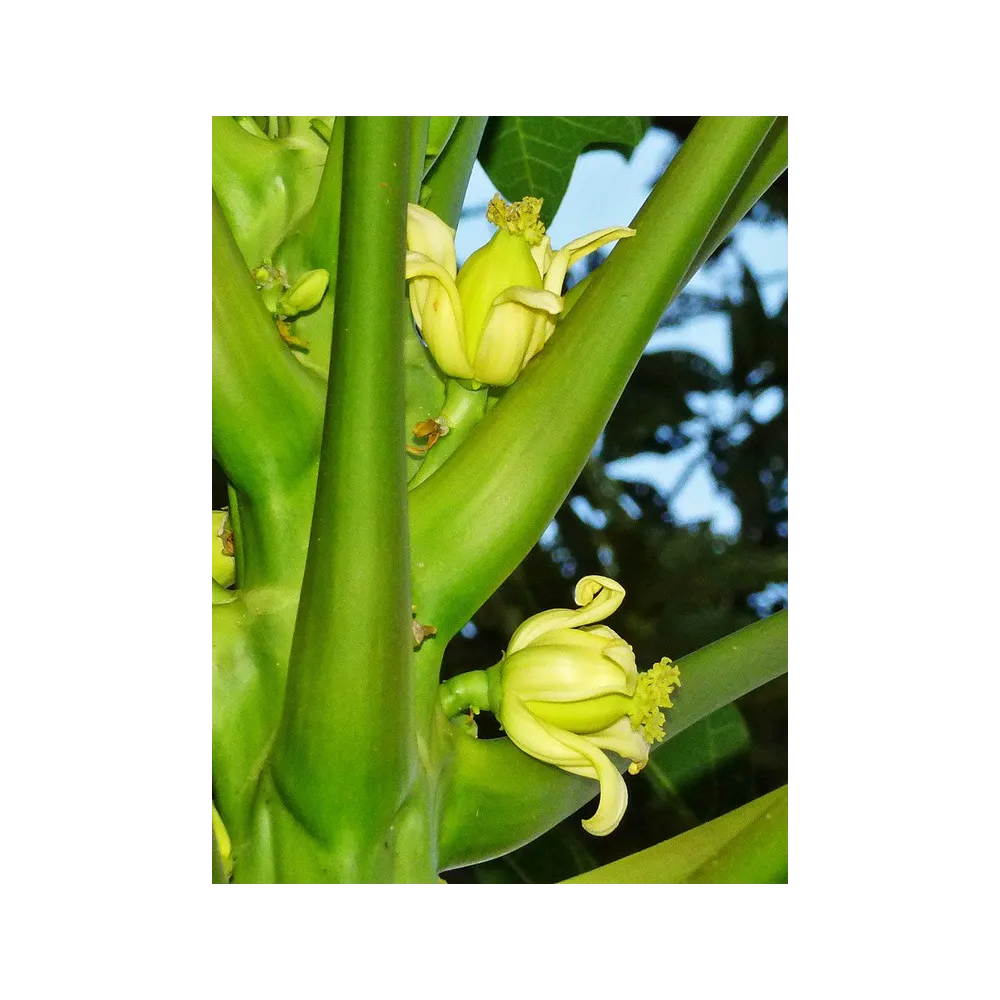 Australian Bush Flower Essences - Paw Paw 15 ml
