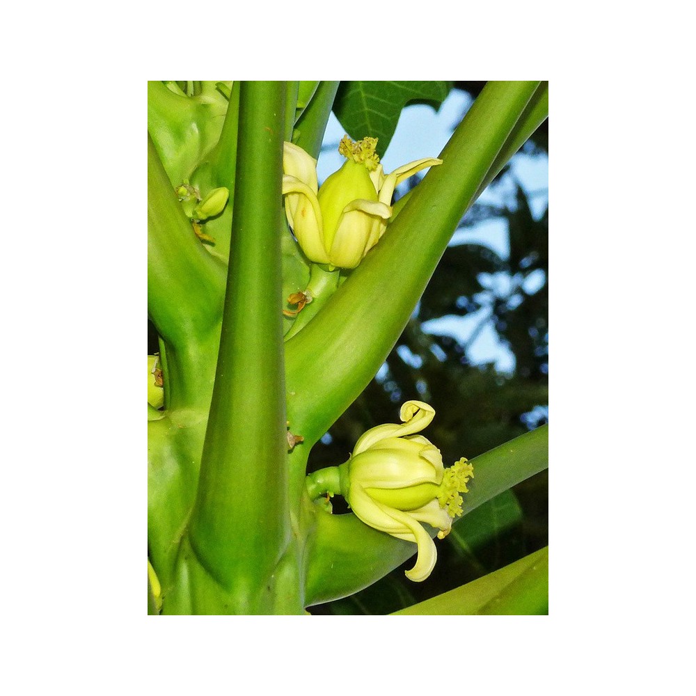 Single Essences Australian Bush - Paw Paw 15 ml