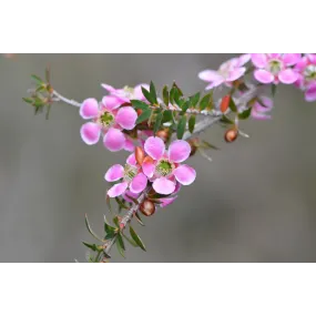 Essence simple de brousse...