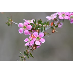 Single Essences Australian Bush - Árbol del Té con Flores de Melocotón 15 ml