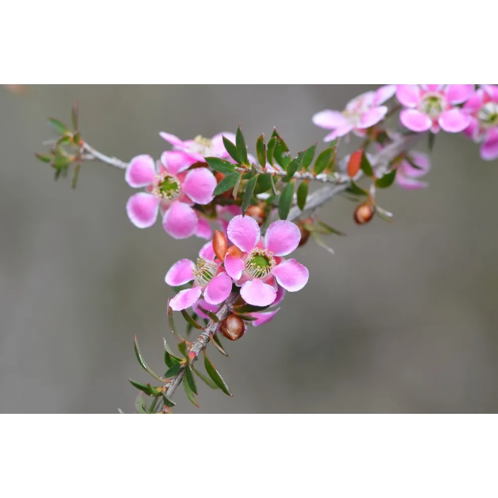Single Essences Australian Bush - Árbol de té con flores de melocotón 15 ml