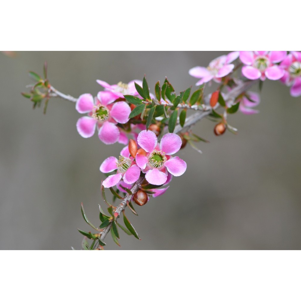 Single Essences Buisson Australien - Arbre à Thé à Fleurs de Pêcher 15 ml