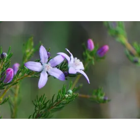 Essences florales du bush...