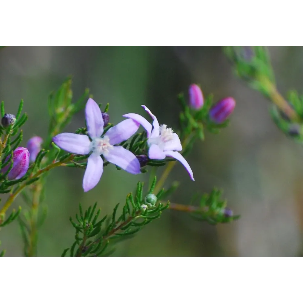 Essenze Singole Australian Bush - Philoteca 15 ml