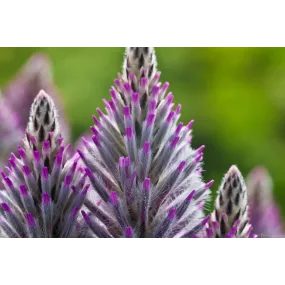Essences florales du bush...