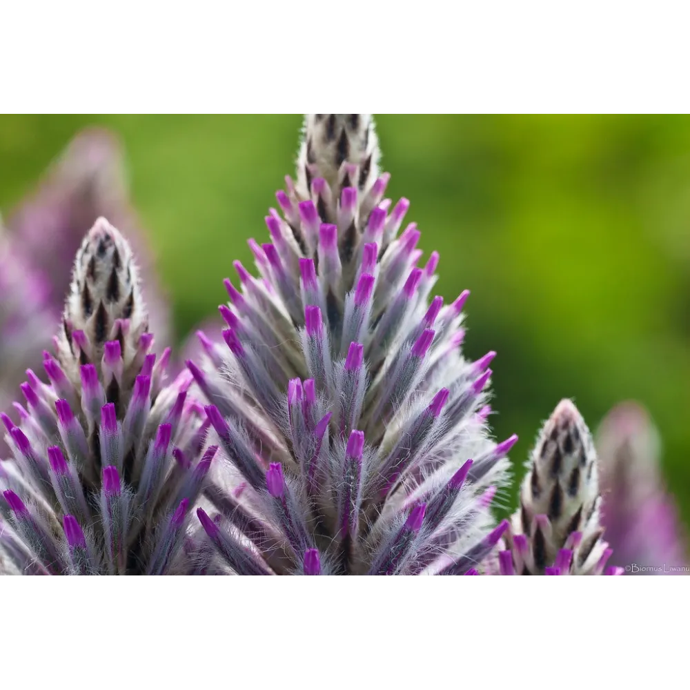 Single Essences Buisson Australien - Pink Mulla Mulla 15 ml