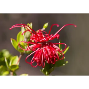 Essences florales du bush...