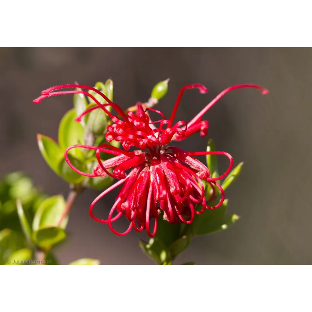 Esencias florales de arbusto australiano - Grevillea roja 15 ml