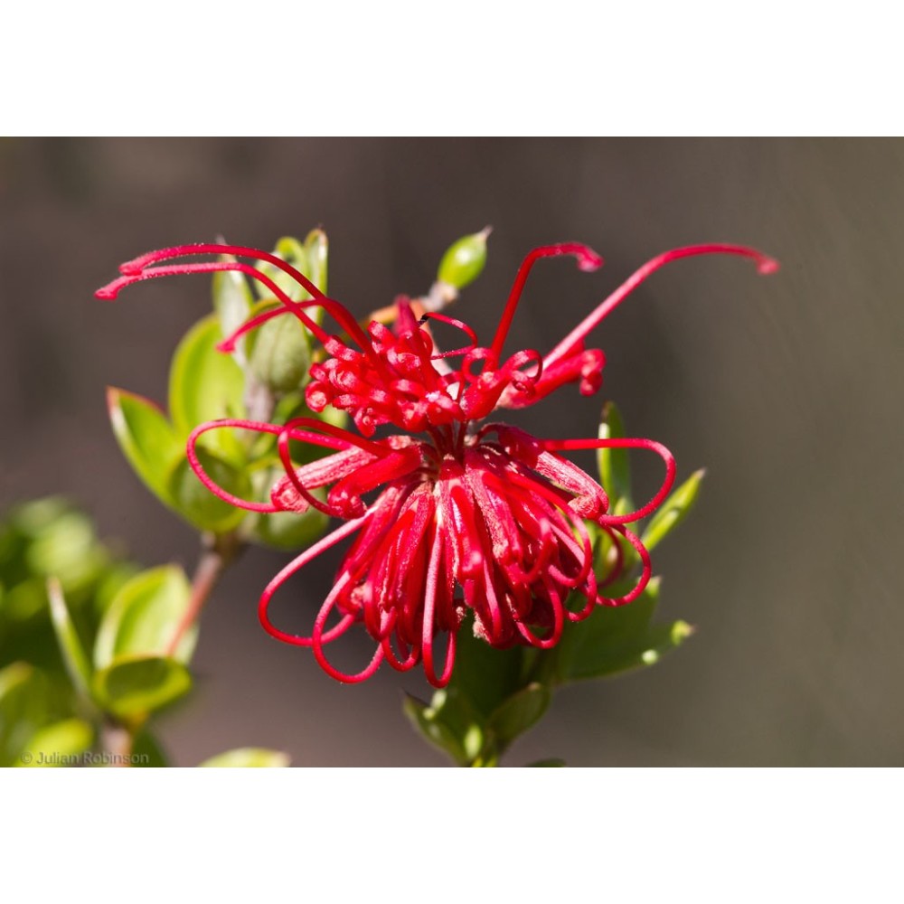 Esencias únicas Arbusto Australiano - Grevillea Roja 15 ml