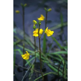 Esencia única de Alaska -...