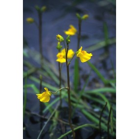 Essenza Singola dell'Alaska - Bladderwort (Utricularia vulgaris) 7,4 ml