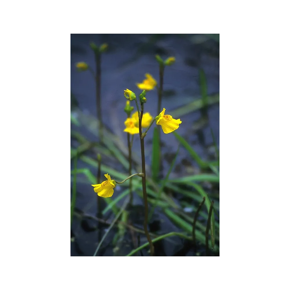 Alaska Single Essence – Wasserschlauch (Utricularia vulgaris) 7,4 ml