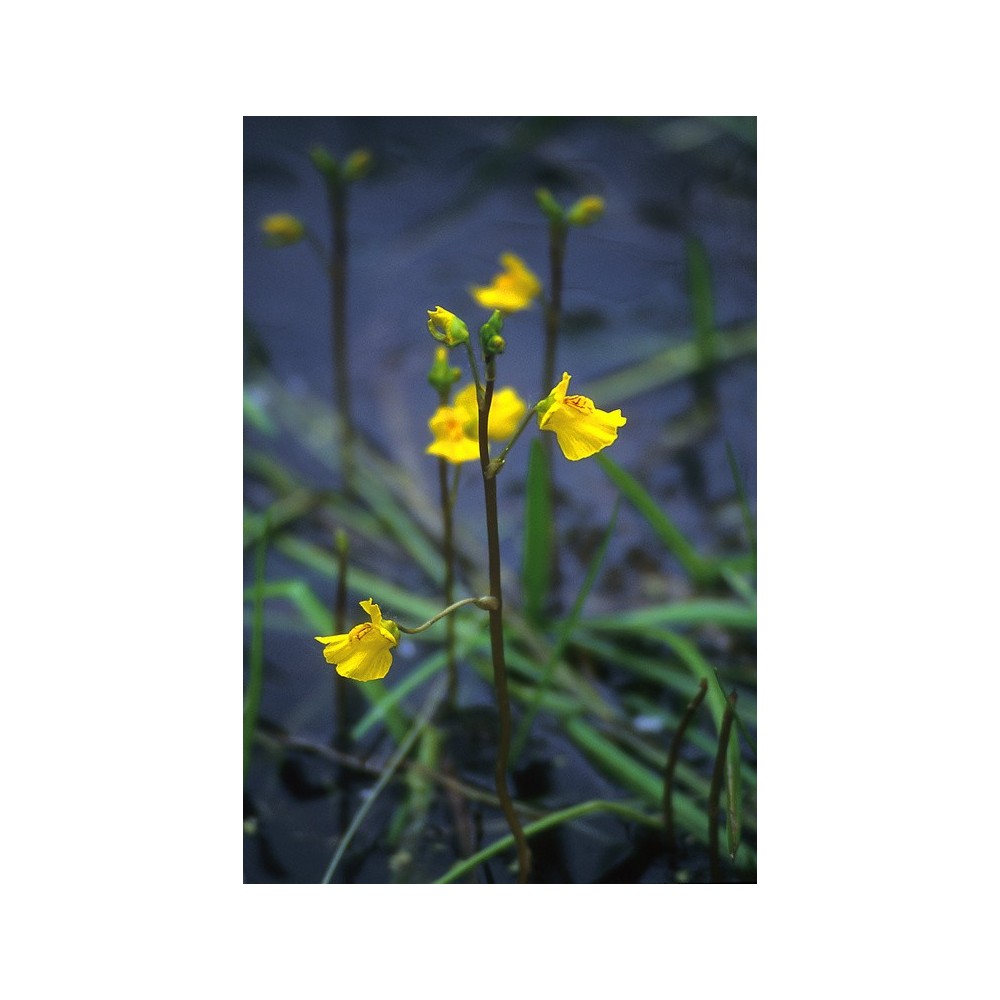 Essenza Singola dell'Alaska - Bladderwort (Utricularia vulgaris) 7,4 ml