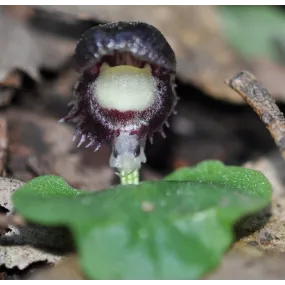 Australian Bush Flower...
