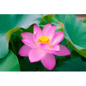 Essences florales du bush...