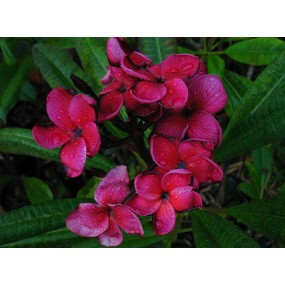 Esencias únicas Arbusto Australiano - Suva Frangipani Rojo 15 ml