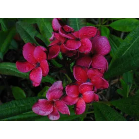 Essences florales du bush...