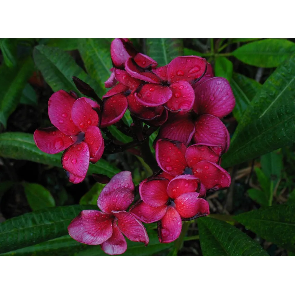 Esencias florales de arbusto australiano - Frangipani Suva rojo 15 ml