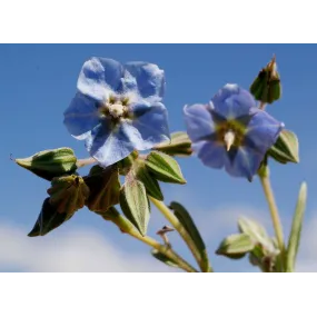 Essences florales du bush...