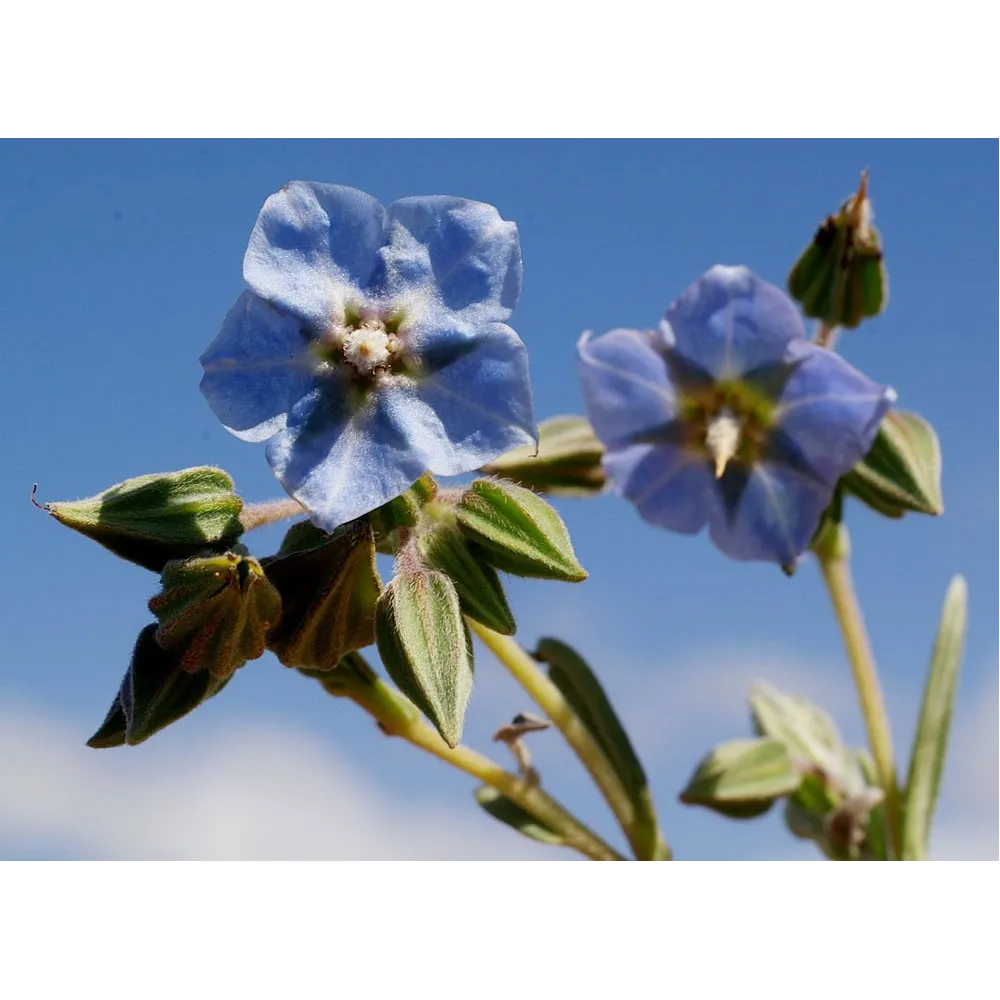 Esencias florales de arbusto australiano - Rough Blubell 15 ml